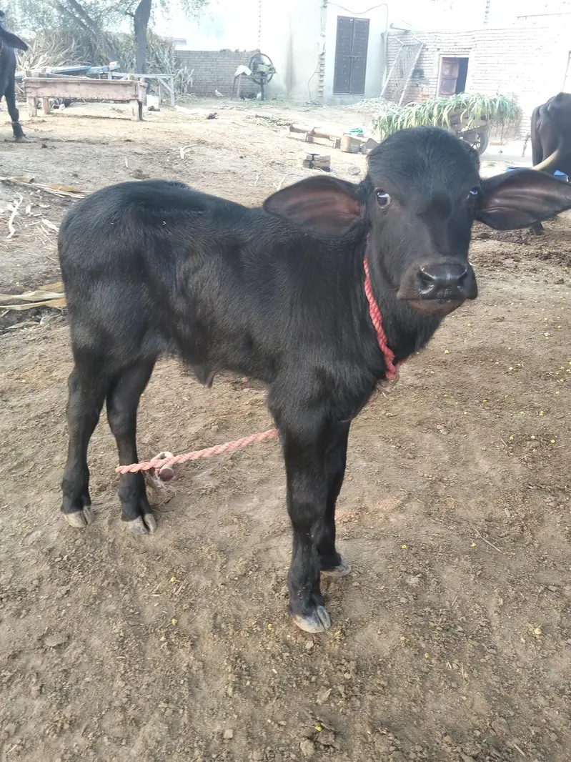 خالص نیلی راوی بھینس فار سیل — photo 6