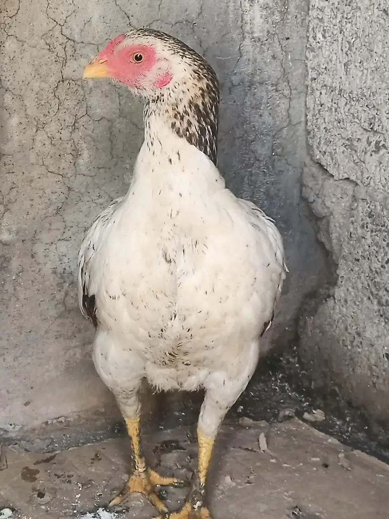 Assel madi for sale — photo 4