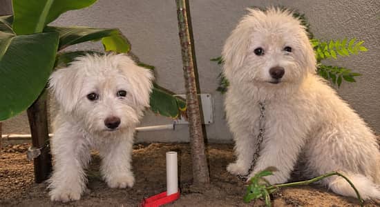 Poodle Pair