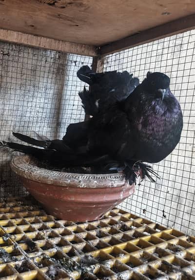 black American jumbo size