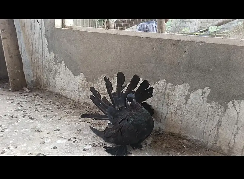 black American jumbo size — photo 2