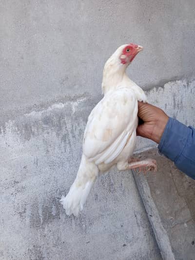quality female forsale . 100% granty of white breed.