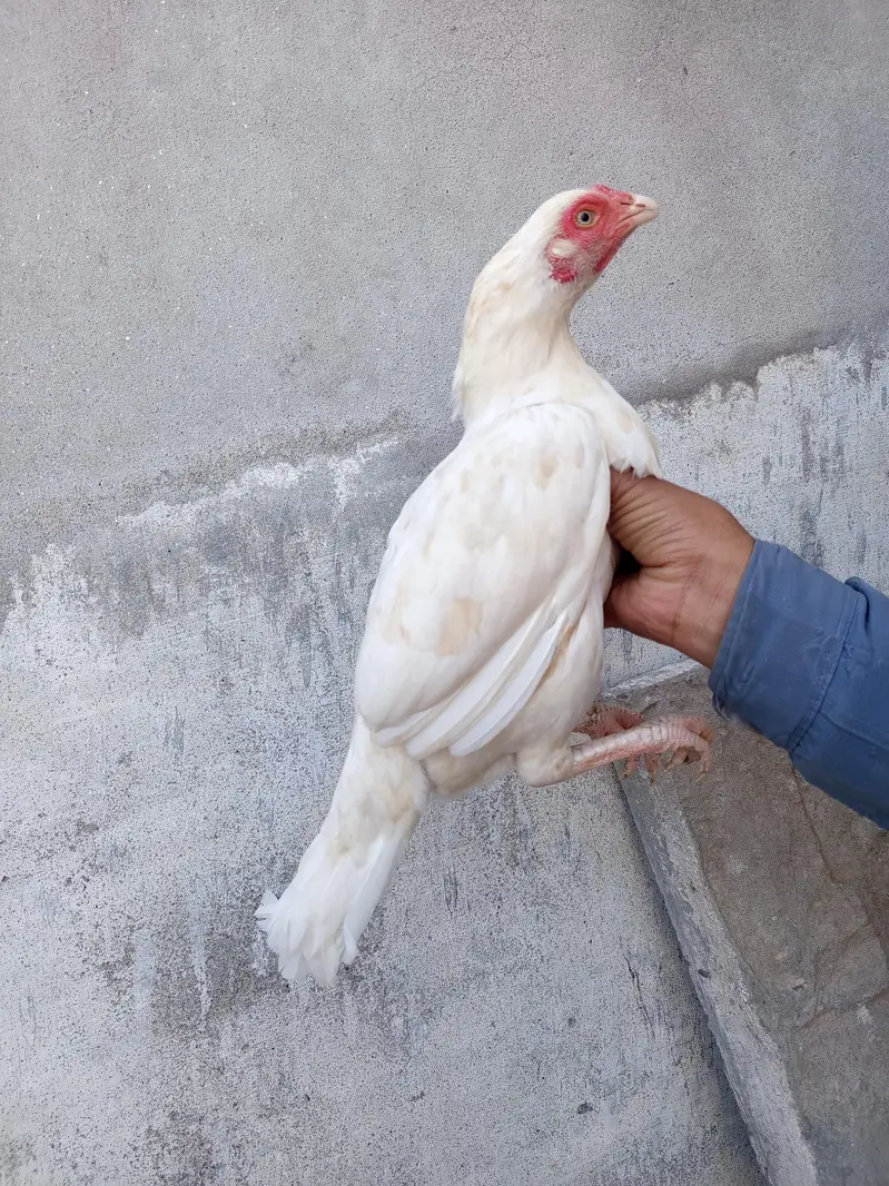 quality female forsale . 100% granty of white breed. — photo 2