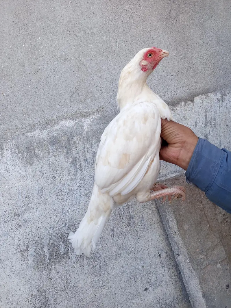 quality female forsale . 100% granty of white breed. — photo 3