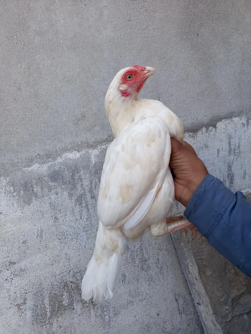 quality female forsale . 100% granty of white breed. — photo 4