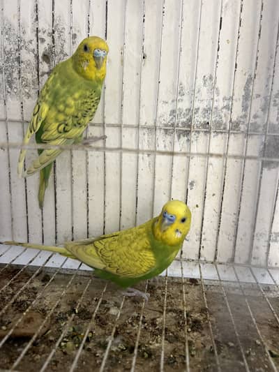Breeder pair