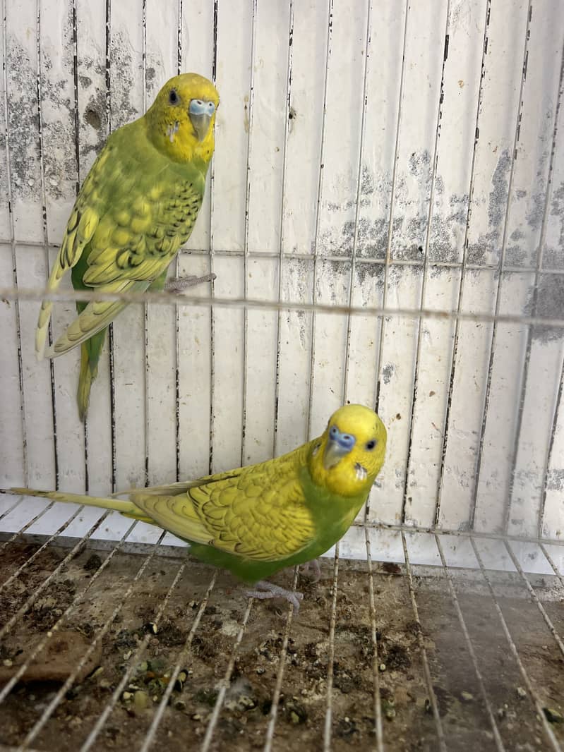 Breeder pair 0