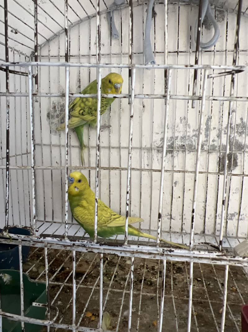 Breeder pair 1