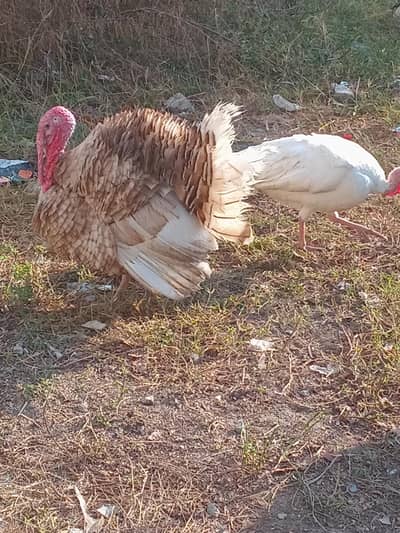 Turkey birds