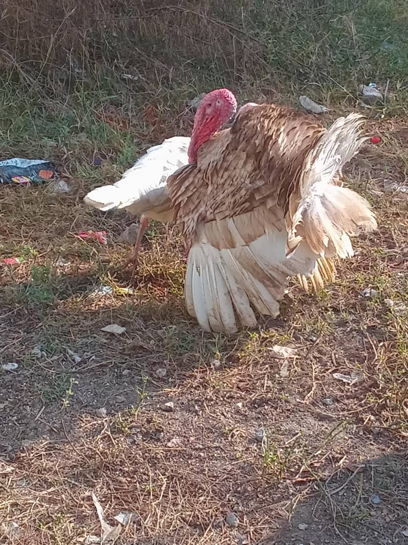 Turkey breeder pair 2