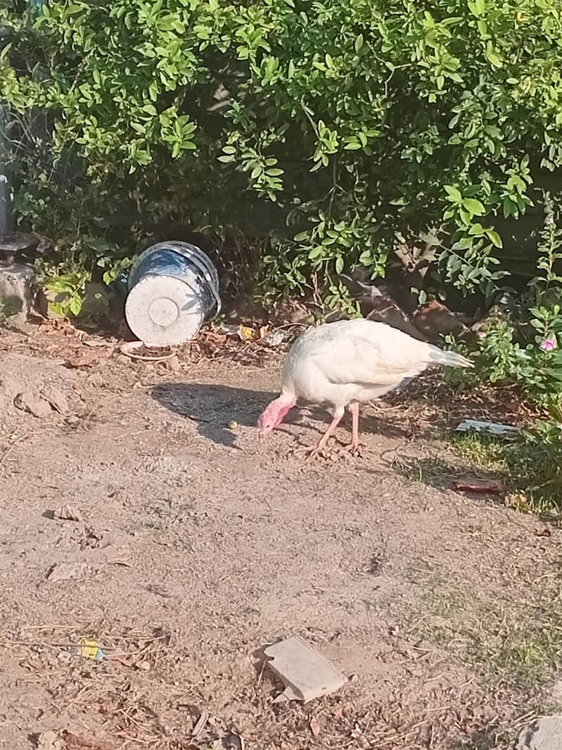 Turkey breeder pair 3