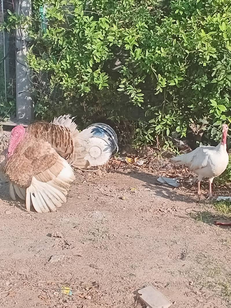Turkey breeder pair 4