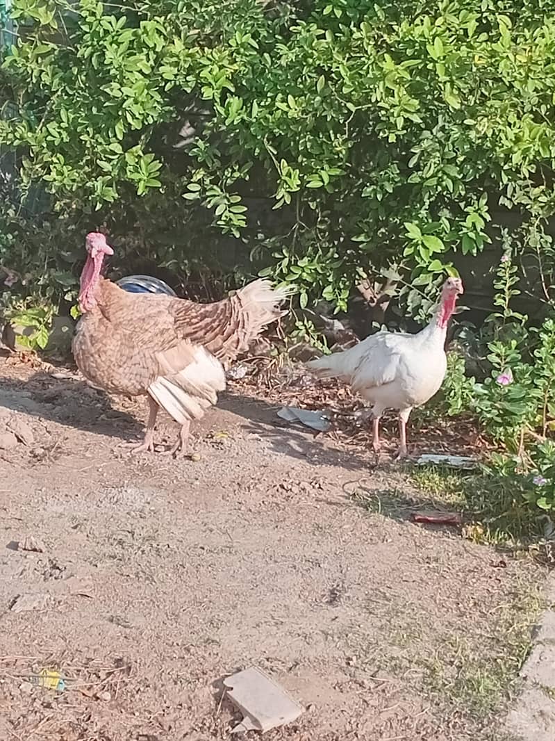 Turkey breeder pair 5