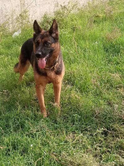 Garman shepherd female for sale