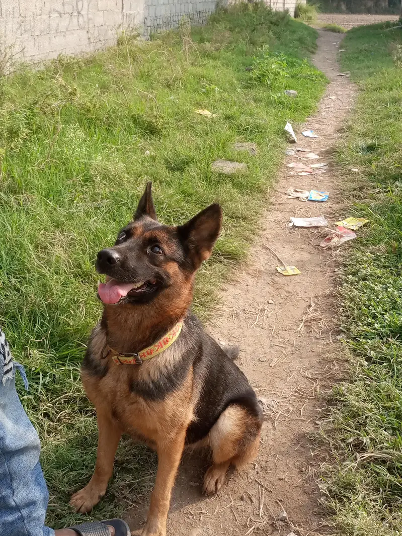 Garman shepherd female for sale — photo 2