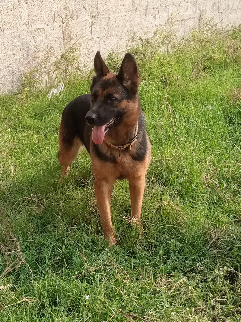 Garman shepherd female for sale — photo 3