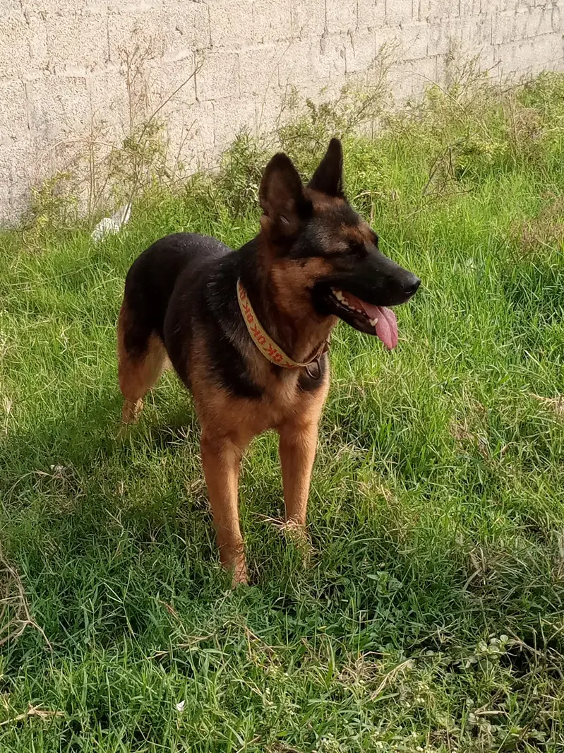Garman shepherd female for sale — photo 4