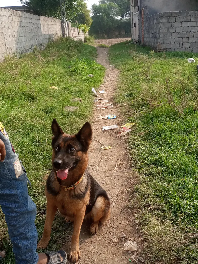 Garman shepherd female for sale — photo 5