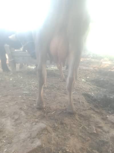 cows,