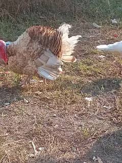 Turkey breeder pair 0