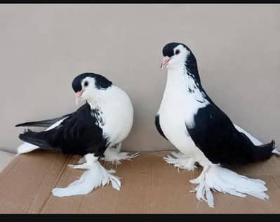 High quality big size lahori  breeder pair