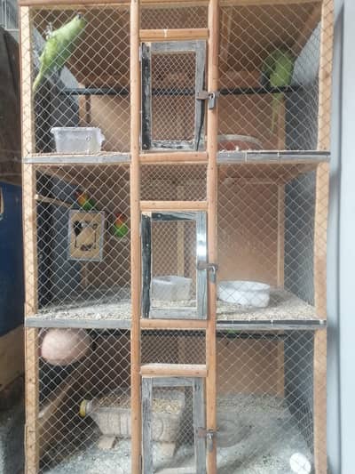 Parrots