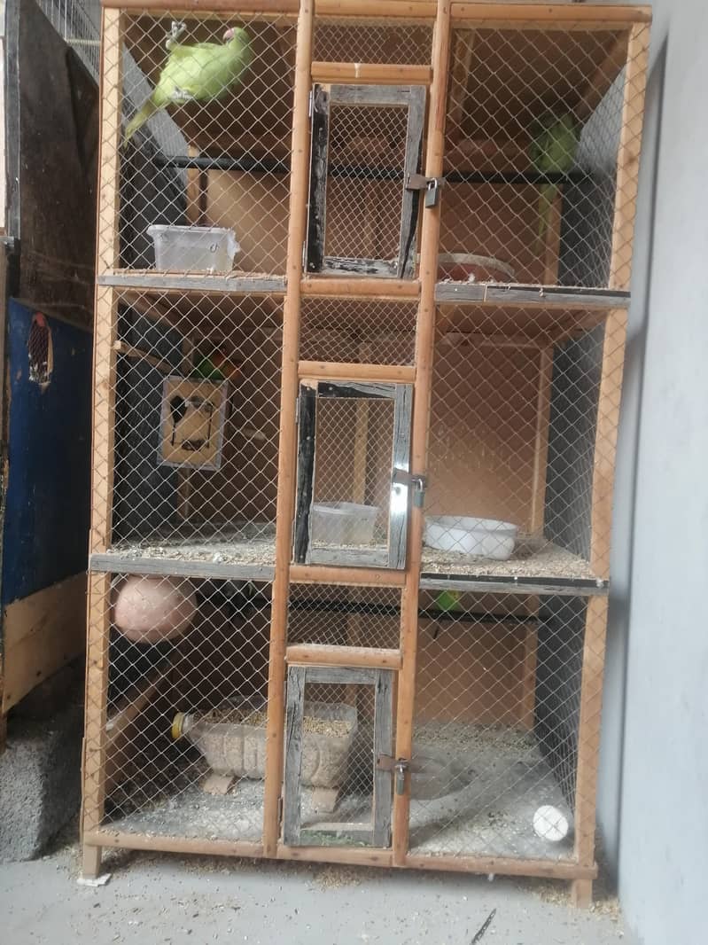 Parrots 1