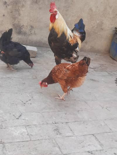 dasi hens sale and exchange possible aseel breedar pair sy