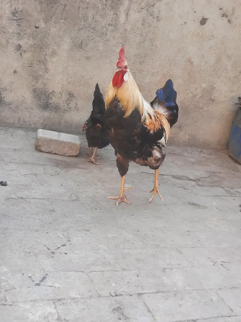 dasi hens sale and exchange possible aseel breedar pair sy — photo 2