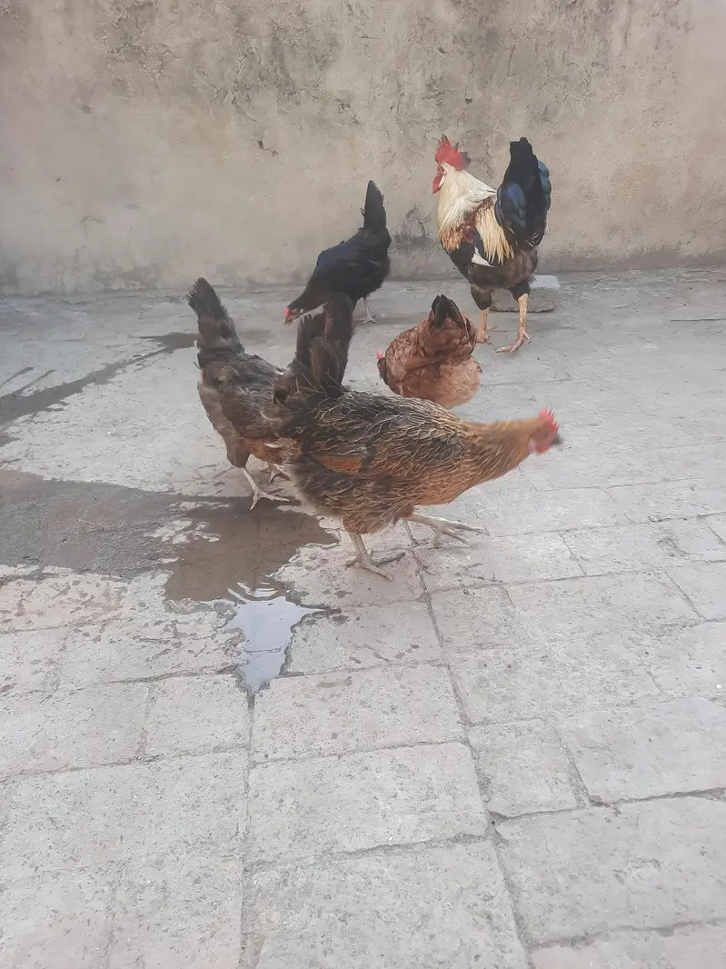 dasi hens sale and exchange possible aseel breedar pair sy — photo 3