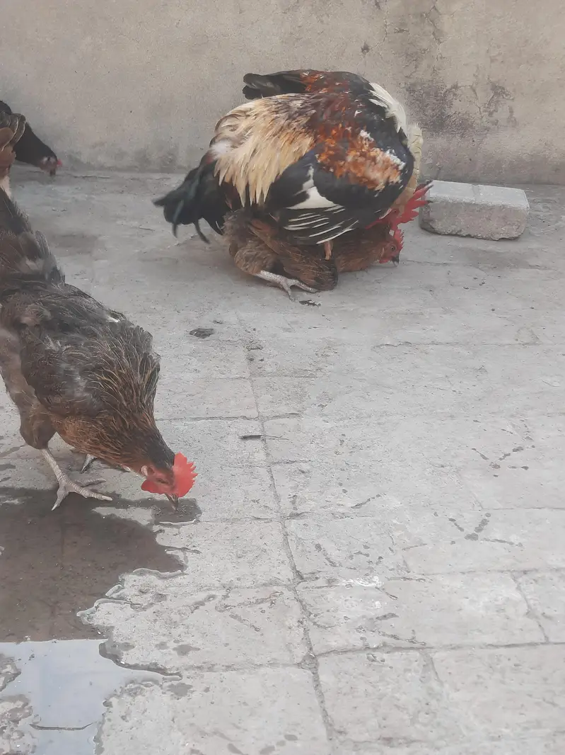 dasi hens sale and exchange possible aseel breedar pair sy — photo 4