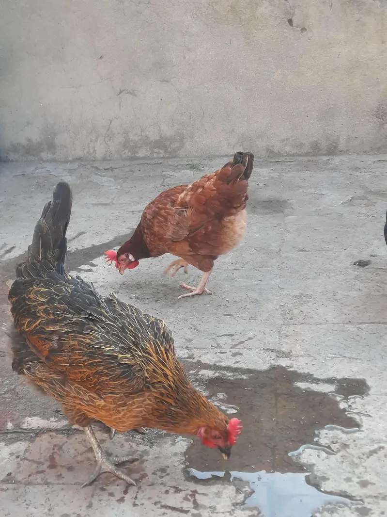 dasi hens sale and exchange possible aseel breedar pair sy — photo 5