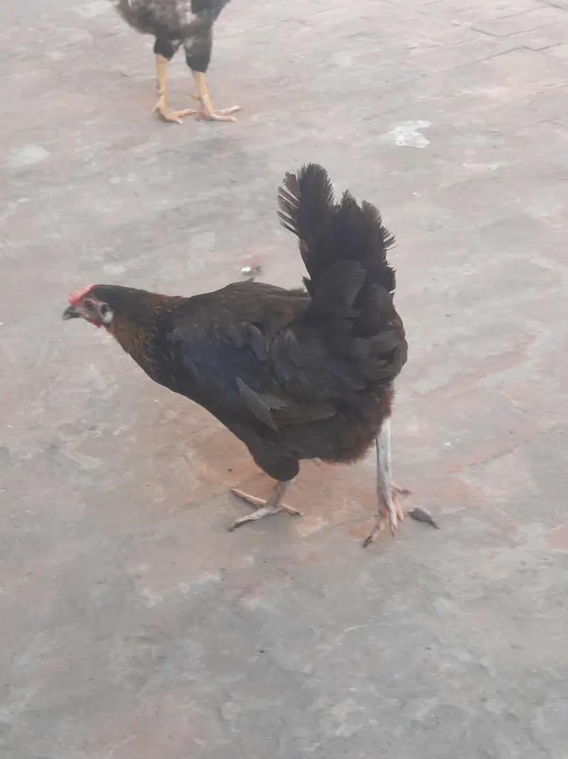 dasi hens sale and exchange possible aseel breedar pair sy — photo 6