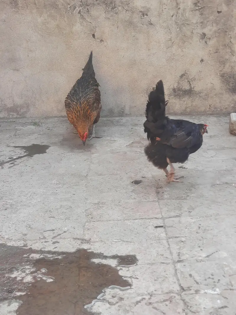 dasi hens sale and exchange possible aseel breedar pair sy — photo 7