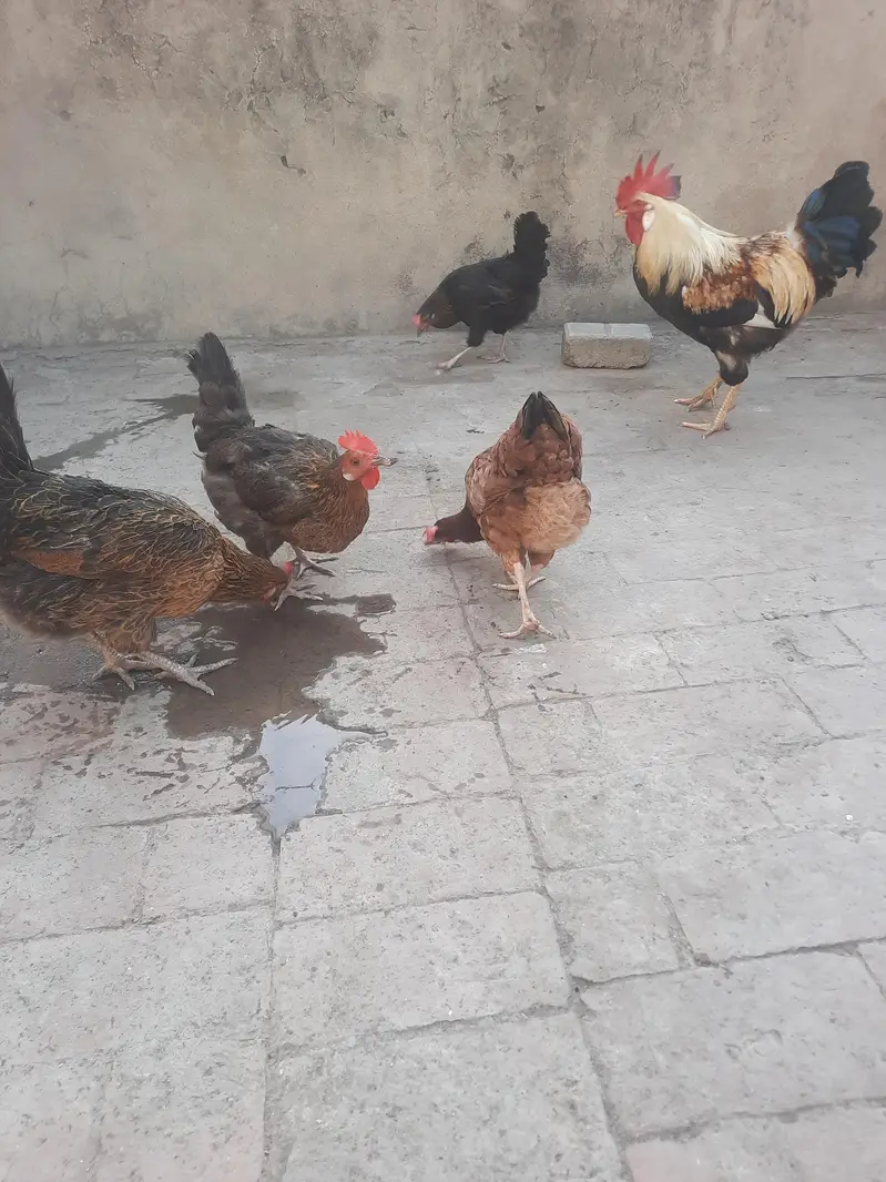 dasi hens sale and exchange possible aseel breedar pair sy — photo 8