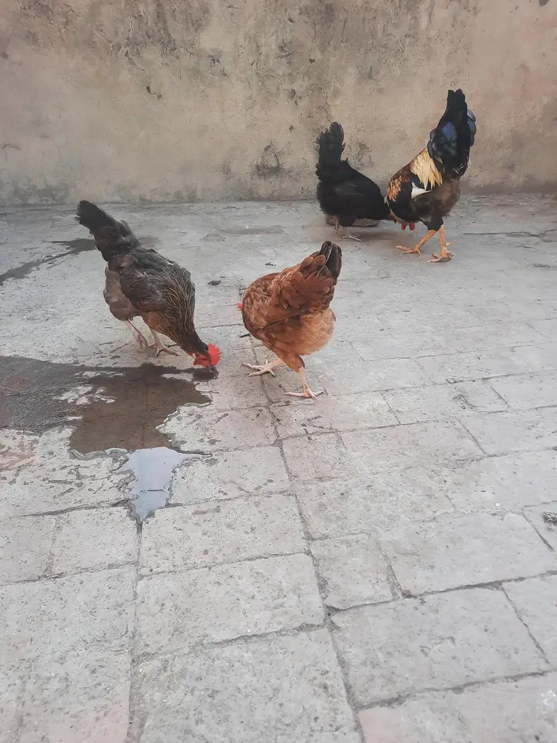 dasi hens sale and exchange possible aseel breedar pair sy — photo 9
