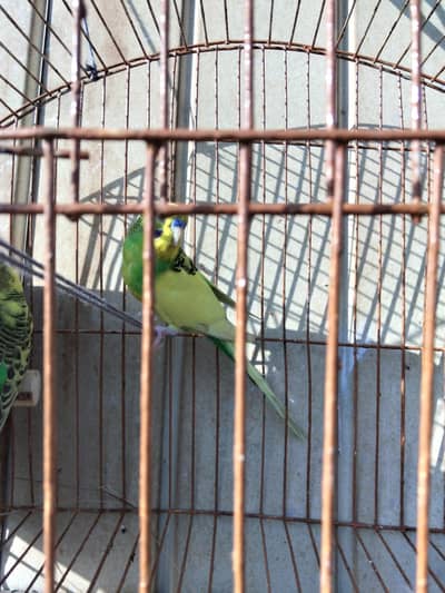 African budgies 2 breeder pair for sale Healthy and active