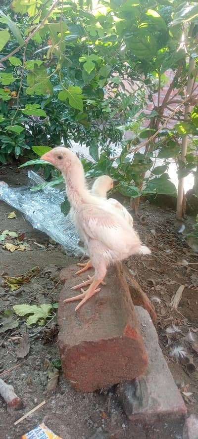 German king size white o shamo chick