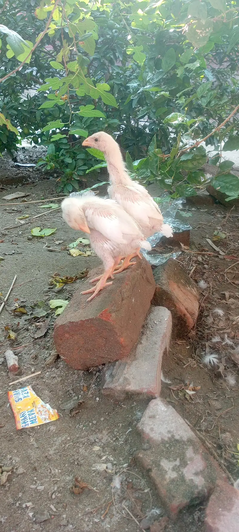 German king size white o shamo chick — photo 2
