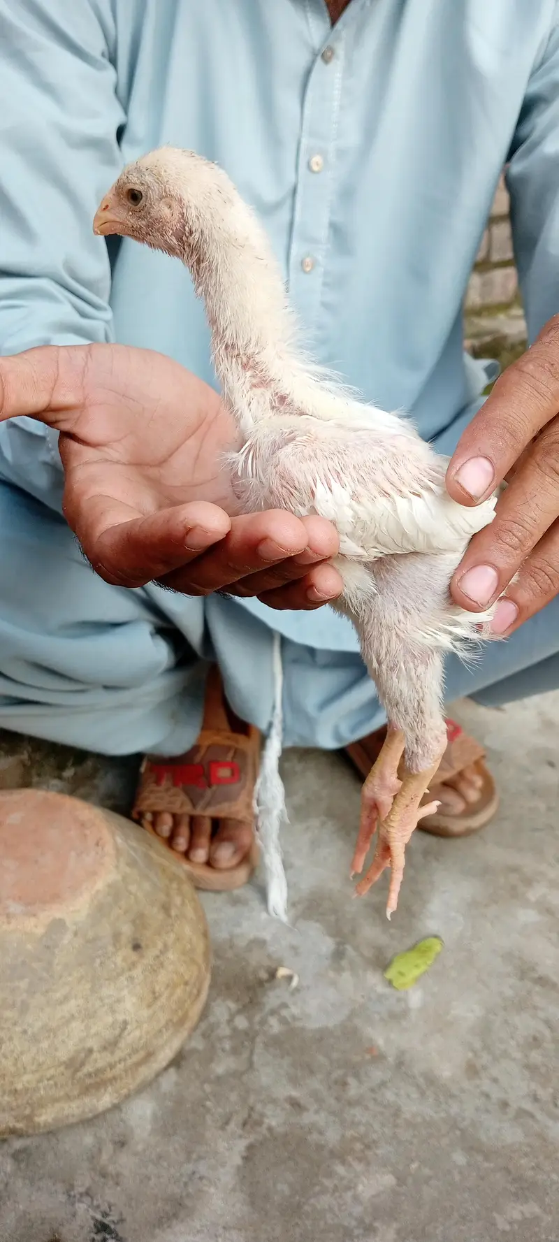 German king size white o shamo chick — photo 3