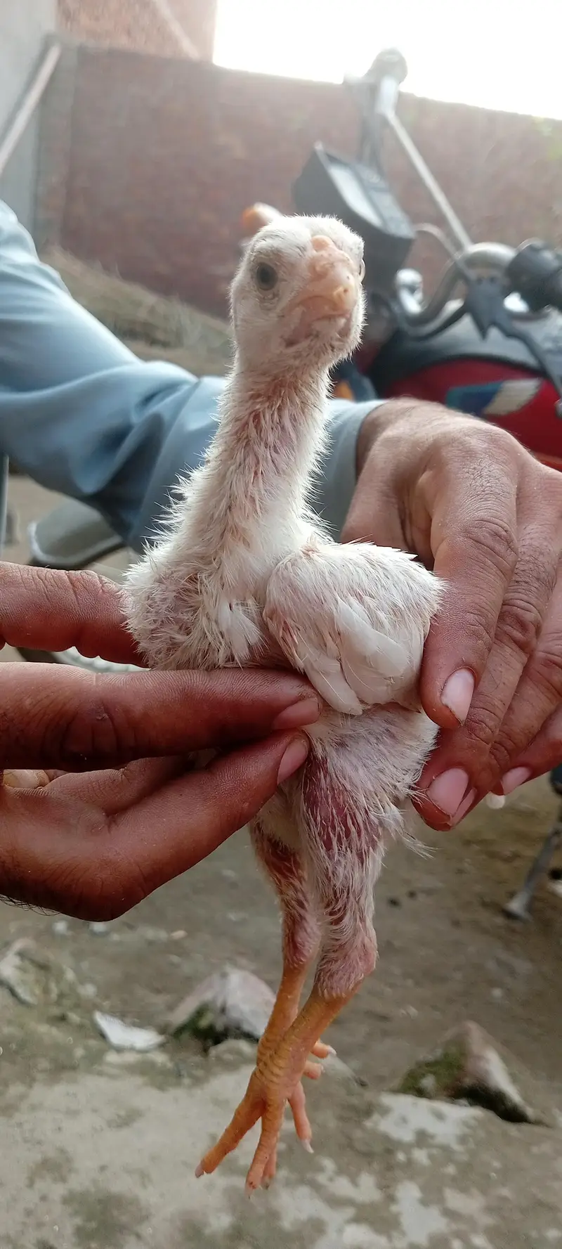 German king size white o shamo chick — photo 4