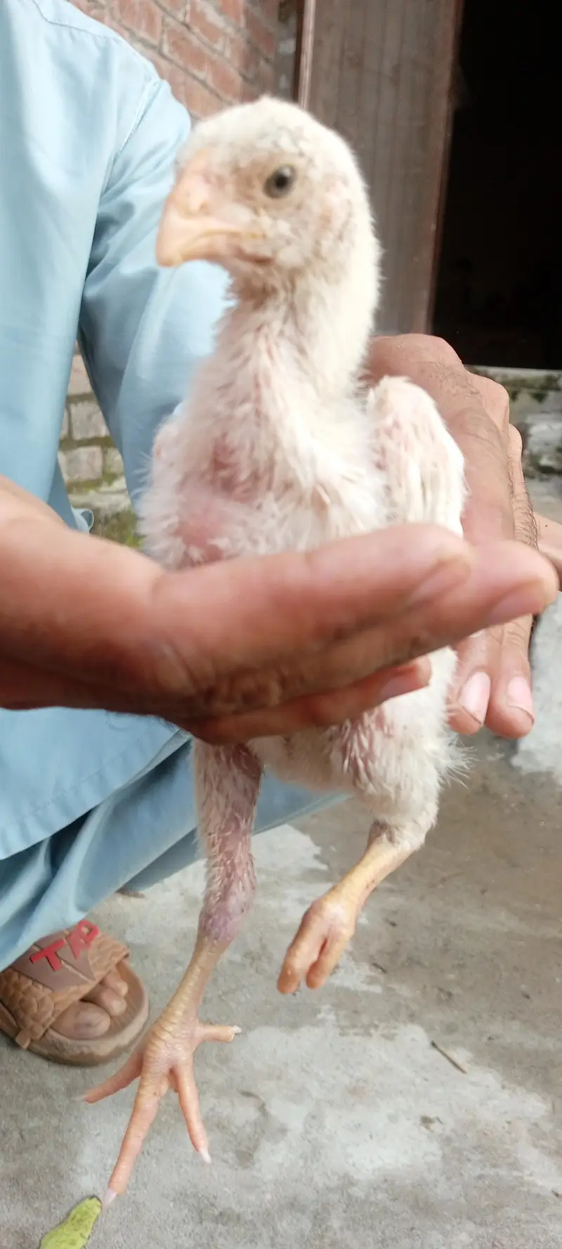 German king size white o shamo chick — photo 5