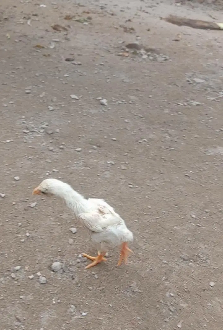 German king size white o shamo chick — photo 6