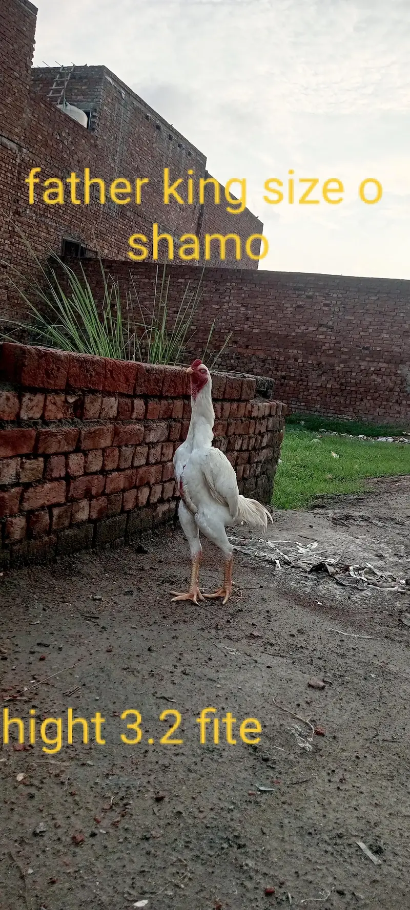 German king size white o shamo chick — photo 7