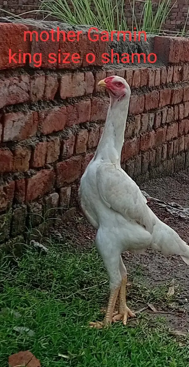 German king size white o shamo chick — photo 8