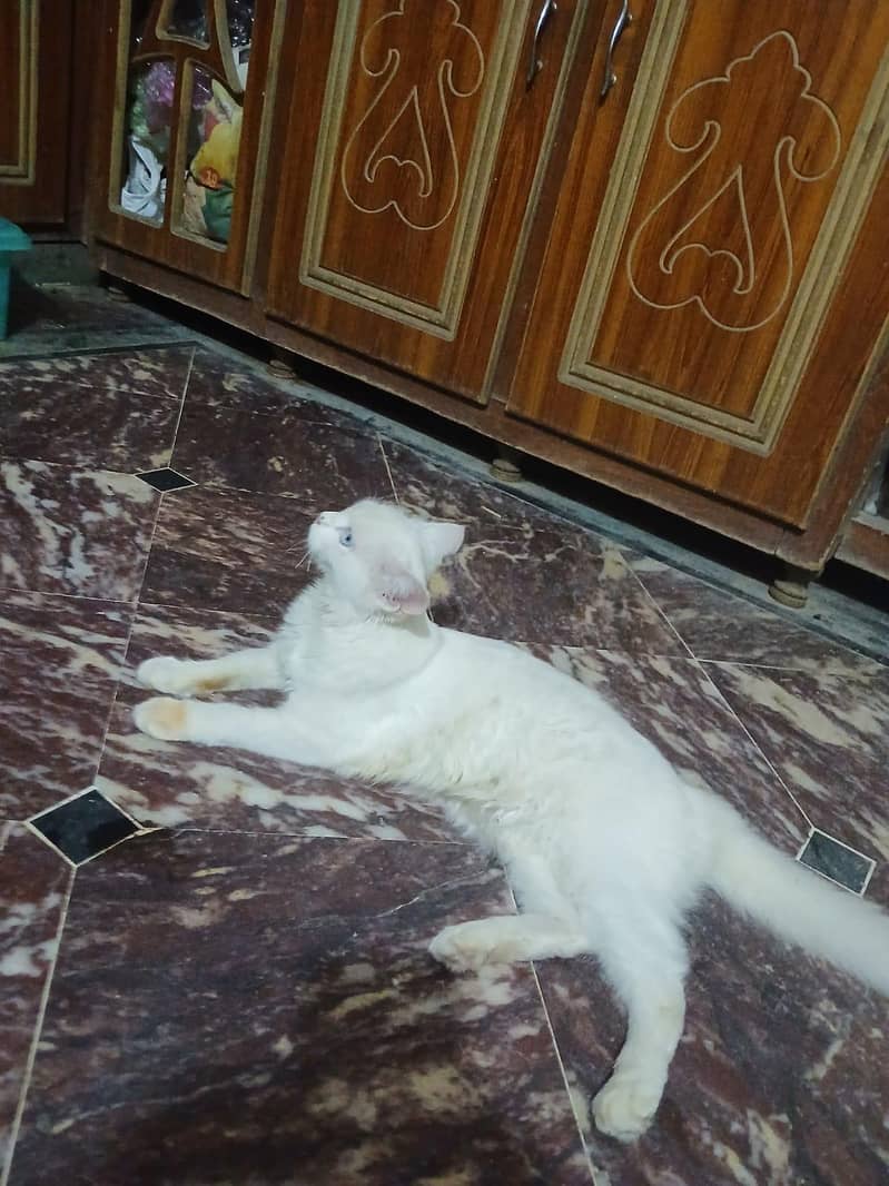 cattos 0