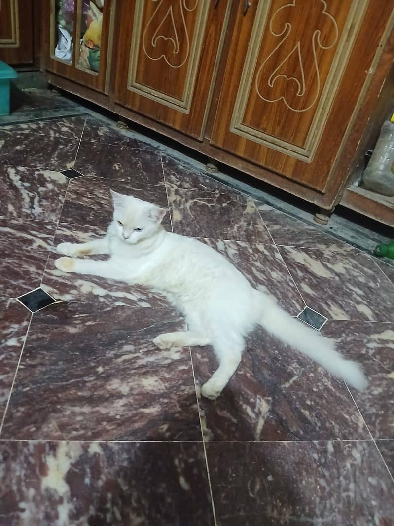cattos 1