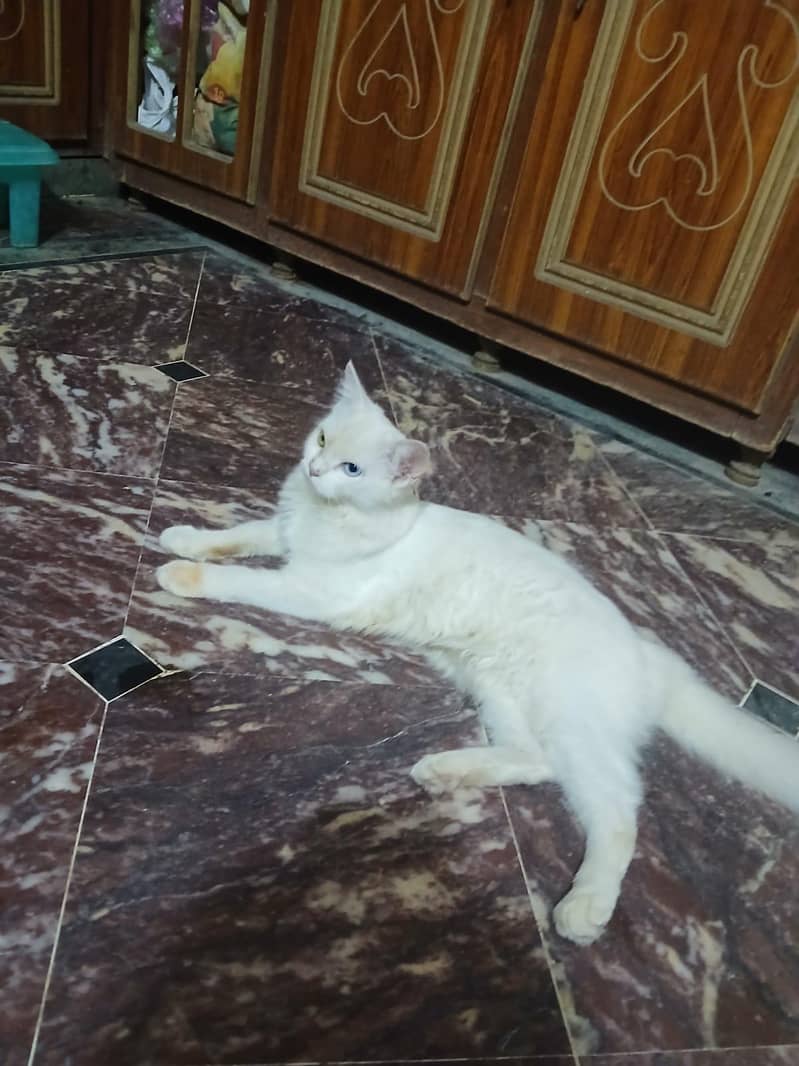 cattos 2