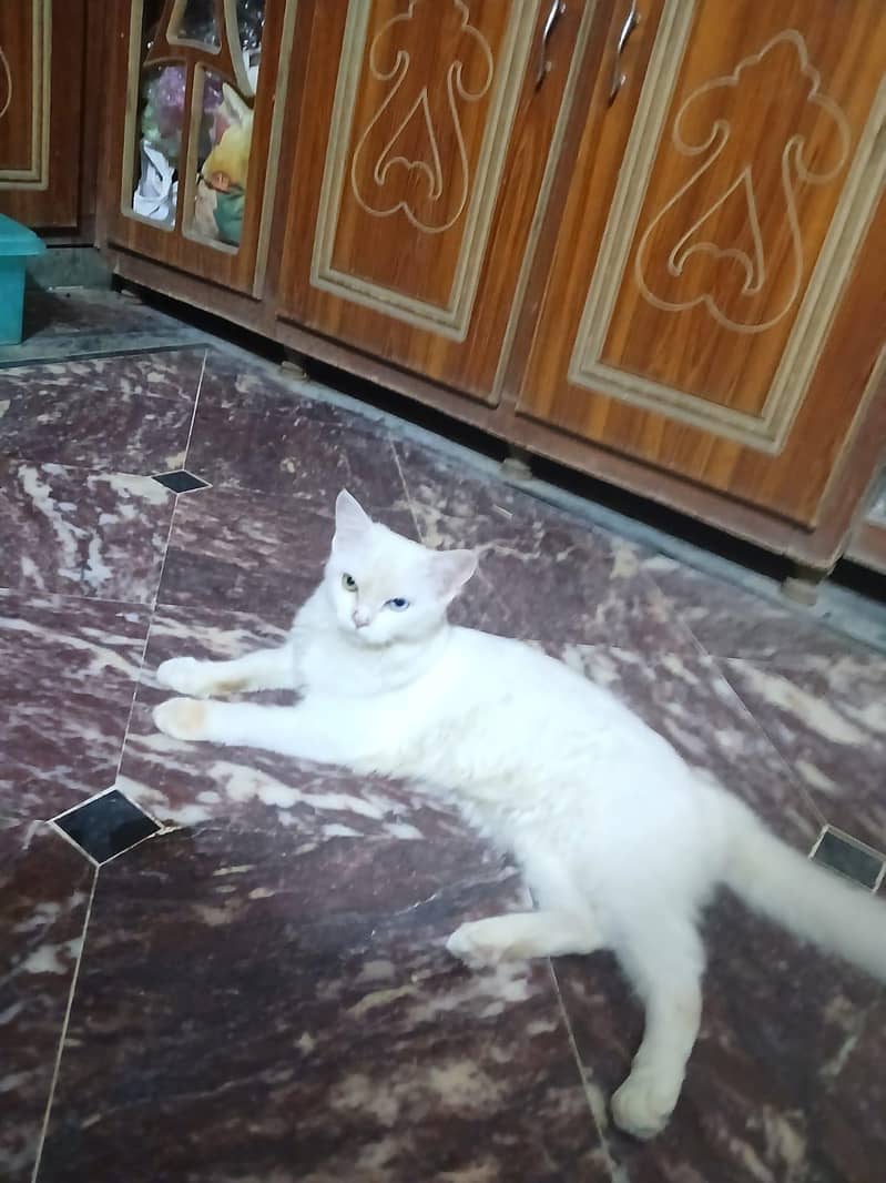 cattos 4
