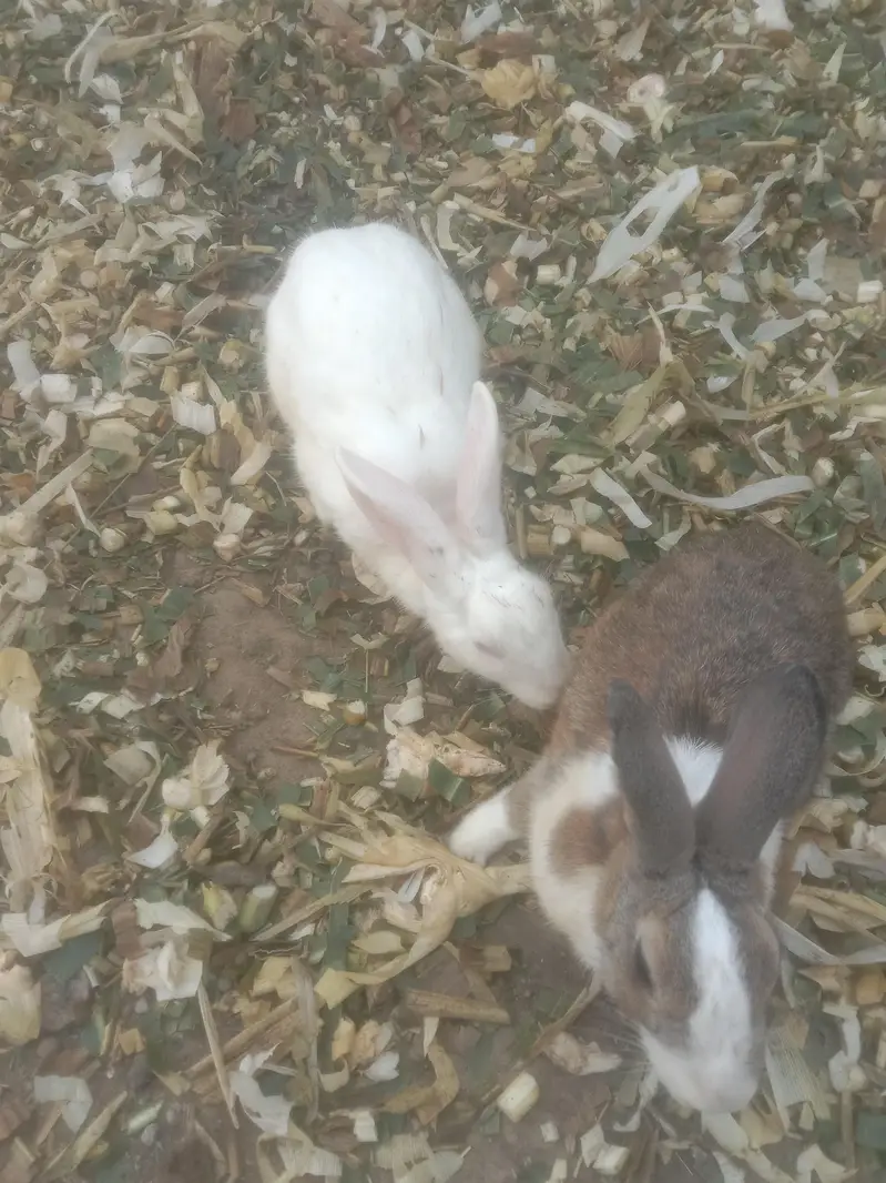 good animal — photo 2